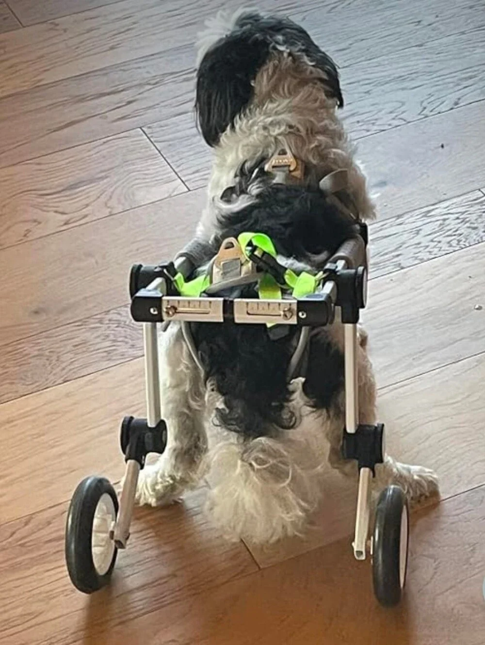 LetPetRun Hind Leg Adjustable Dog Wheelchair for XXS Dogs  Mobility Cart Support